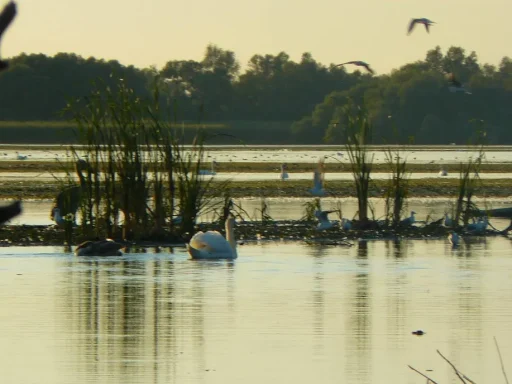 Lacul Nebunu – Refugiul Păsărilor Rare