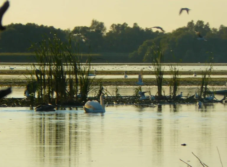 Lacul Nebunu – Refugiul Păsărilor Rare