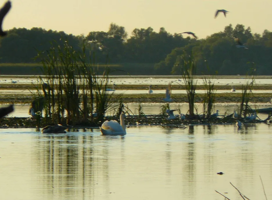 Lacul Nebunu – Refugiul Păsărilor Rare