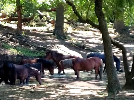 Pădurea Letea – O Oază de Salcâmi Bătrâni și Cai Sălbatici