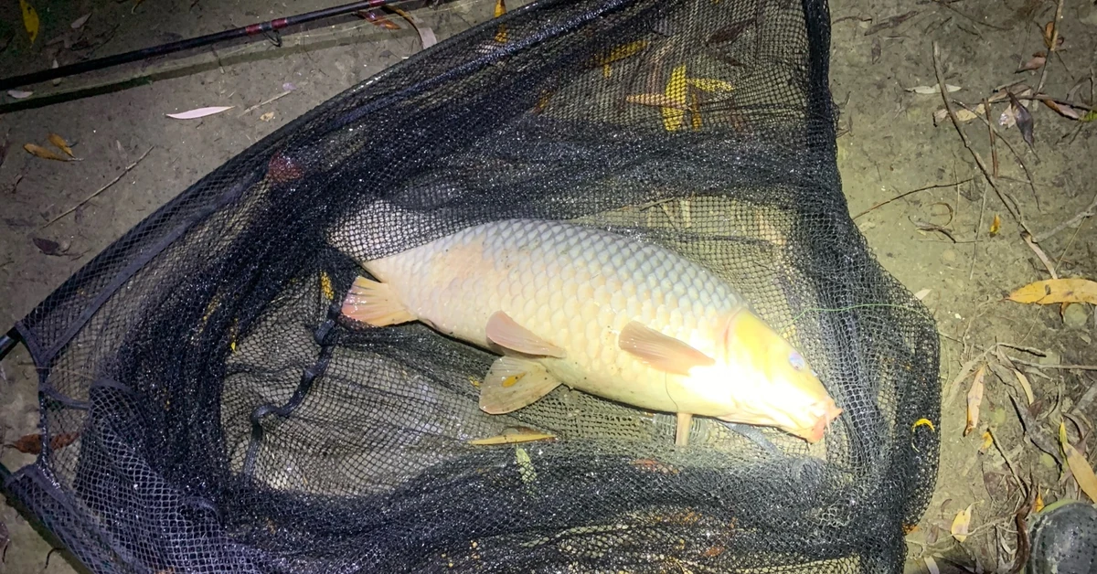 Pescuit Crap Brațul Chilia: Noapte de Toamnă cu Captură de 5kg și Strategii Fine 2 Pescuit Crap Brațul Chilia: Noapte de Toamnă cu Captură de 5kg și Strategii Fine